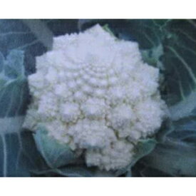 カリフラワー 種 【 ロマネスコ 白い珊瑚礁 】 小袋（20粒） ( カリフラワーの種 )