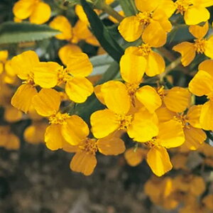 n[u  y ~g}[S[hiLVJj z  ( n[u̎ L@q)