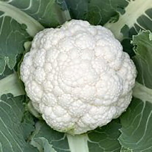 Jt[  y  z ybg5痱 ( Jt[̎ )