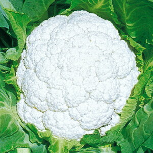 カリフラワー 種 【 春月 】 ペレット5千粒 ( カリフラワーの種 )