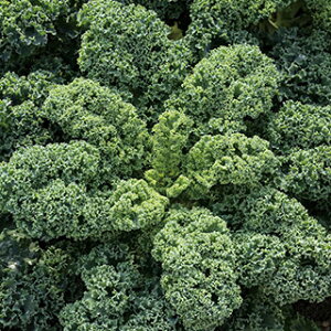 P[  y ChLb` z ܁i200j ( P[̎ )