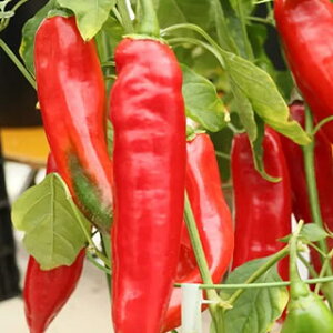 s[}  y s[@bh z ܁i10j ( s[}̎ )