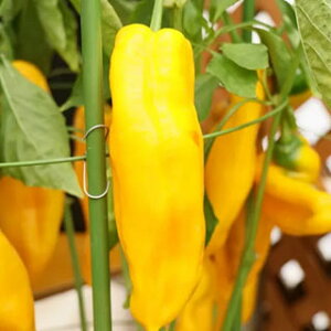 s[}  y s[@CG[ z ܁i10j ( s[}̎ )