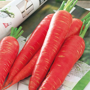 ɂ񂶂  y ȂEX z ybg1 i   ؎q ؎ j