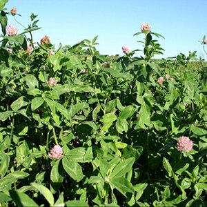 AJN[o  y Ph z 500g ( AJN[o̎ )