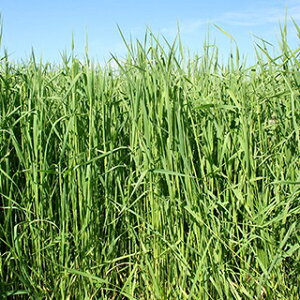 Δ`V[  y Ae~X z 1kg ( Δ`V[̎ )