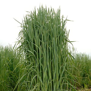 Δ`V[  y VEX z 1kg ( Δ`V[̎ )