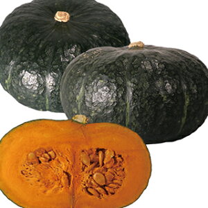 �J�{�`�� �� �y ���艤�q �z 30�� ( �J�{�`���̎� )