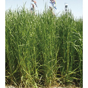 C^ACOX  y ^`V z 1kg ( C^ACOX̎ )