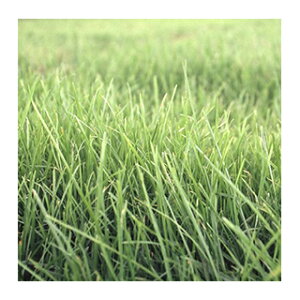 P^bL[u[OX  y Tr[ z 1kg ( P^bL[u[OX̎ )