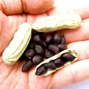 bJZC  y Ԑ z 1dl ( bJZC̎ )