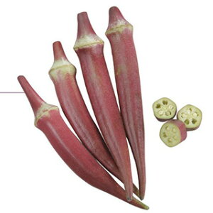 IN  y ԃIN Ă z  ( IN̎ )