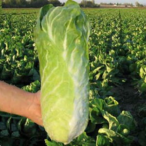 `R/grX  y CgO[{[ EiX z  ( `R/grX̎ )