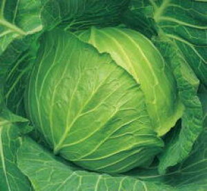 Lxc  y  z R[g100iLj ( Lxc̎ )