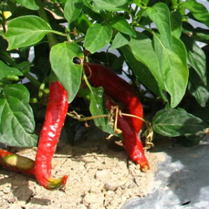 L@q gEKV  y ԃgEKV z  ( gEKV̎ )