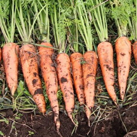 有機種子 ニンジン 種 【 夏まき五寸 】 小袋 ( ニンジンの種 )