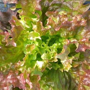 L@q [t^X  y bT Tj[^Xn΁ԍF z  ( [t^X̎ )