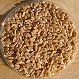 小麦 種 【 有機古代小麦　スペルト小麦 】 中袋 ( 小麦の種 )