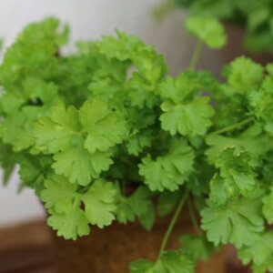 L@q xr[[t  y pN`[ z  ( xr[[t̎ )