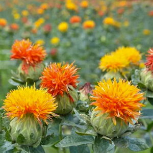 Tt[  y L@Tt[@xjoi z  ( Tt[̎ )