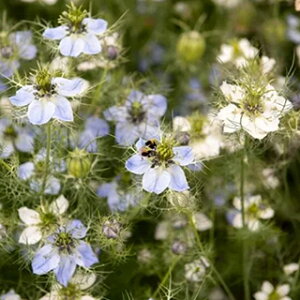 n[u  y L@uCA~Xg@jQ z  ( n[u̎ )