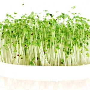 L@q XvEg  y ubR[ z  ( XvEg̎ )