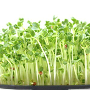 L@q fBbV  y JC卪XvEg z  ( fBbV̎ )