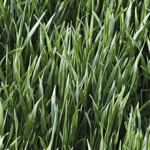 Δ  y L@CM@iΔEqj z  ( Δ̎ )