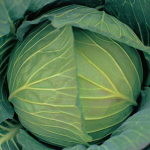 �L���x�c �� �y �ӂ�݂� �z ���� ( �L���x�c�̎� )