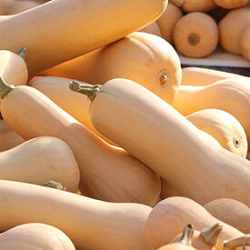 バターナッツカボチャ 種 【 クレマズッカミニ 】 小袋（8粒） ( バターナッツカボチャの種 )