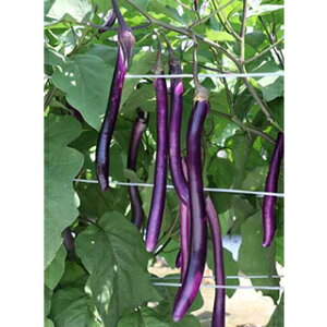 iX  y yȂ z ܁i20j ( iX̎ )