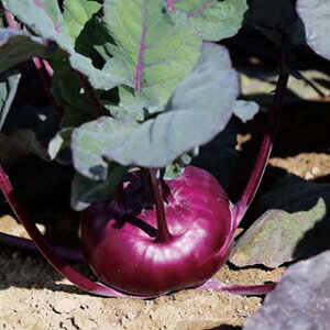 カーボロ・ラーパ 種 【 (赤) 】 200粒 ( カーボロ・ラーパの種 )