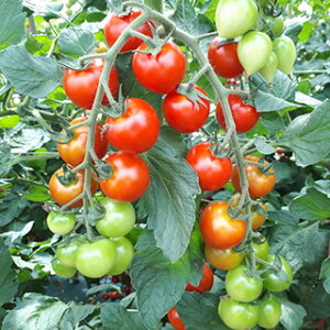 g}g  y T`F[720 z 100 ( g}g̎ )