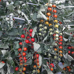 g}g  y TSX|827 z 100 ( g}g̎ )