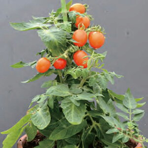 �~�j�g�}�g �� �y �Ղ������i���j���b�h �z ���܁i11���j ( �~�j�g�}�g�̎� )