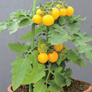 �~�j�g�}�g �� �y �Ղ������i���j�C�G���[ �z ���܁i11���j ( �~�j�g�}�g�̎� )