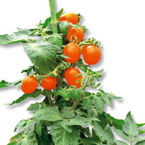 �~�j�g�}�g �� �y �Ղ������i���j�I�����W �z ���܁i11���j ( �~�j�g�}�g�̎� )