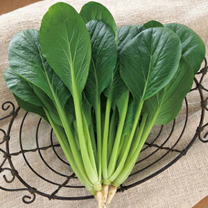   y đV z GFi5mlj ( ؂̎ )