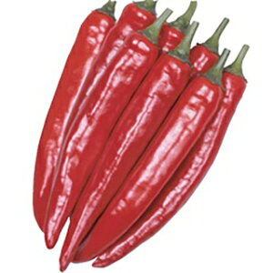 gEKV  y hԒ z ܁i500j ( gEKV̎ )