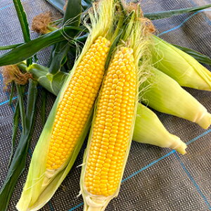 �g�E�����R�V �� �y ��������86Hyper �z 2�痱 ( �g�E�����R�V�̎� )