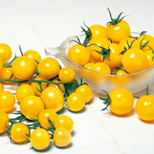 �g�}�g �� �y �����Ȃ�~�j�g�}�g�@�C�G���[�L�������@���珬�� �z ���珬�� ( �g�}�g�̎� )