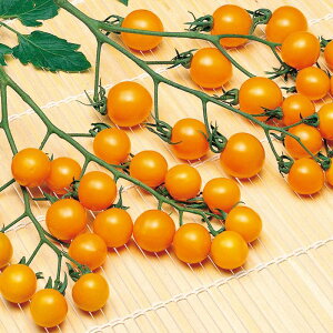 �g�}�g �� �y �����Ȃ�~�j�g�}�g�@�I�����W�L�������@���珬�� �z ���珬�� ( �g�}�g�̎� )