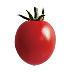 トマト 種 【 ピッコラルージュCF 】 小袋（1000粒） ( トマトの種 )