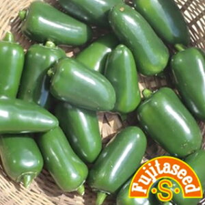 gEKV  y F1ny[j z  ( gEKV̎ )