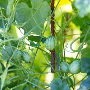   y L@イ胁@}CNLE z  ( ̎ )