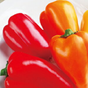 s[}  y J[s[}@v`[mbh z ܁i100j ( s[}̎ )