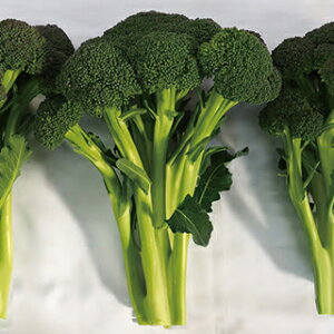 ubR[  y ̃u` z ܁iybg40j ( ubR[̎ )