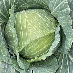 Lxc  y ~̃TgE z ܁iybg40j ( Lxc̎ )