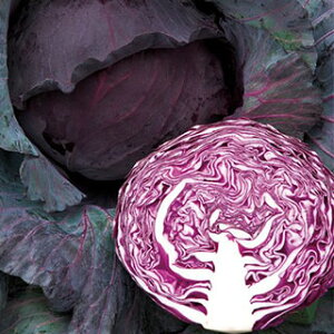 Lxc  y lIr[SP z q tCR[gq @DFi150j i   ؎q ؎ j