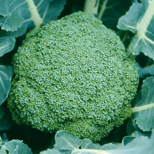 ubR[  y ܗ z (10mlj ( ubR[̎ )